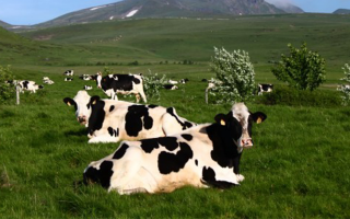 vache-salaire