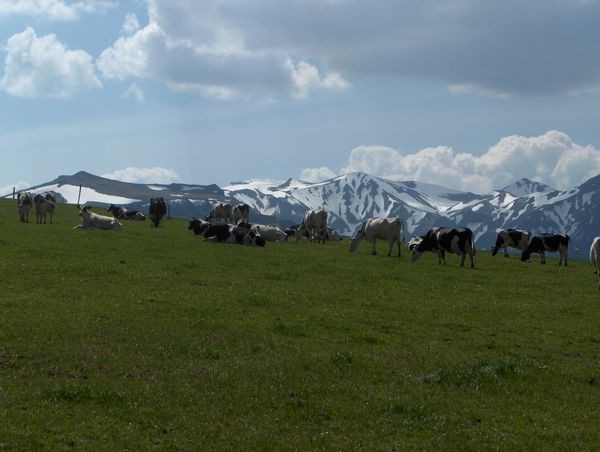 Vaches Laitières