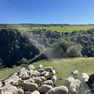 Moutons - Ferme de GAEC de l'Oiseau