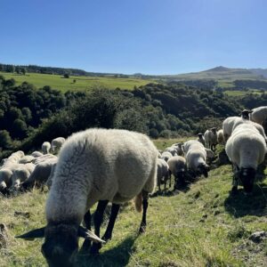 Les moutons - Ferme de GAEC de l'Oiseau